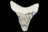 Bargain, Fossil Megalodon Tooth - Florida #108377-1
